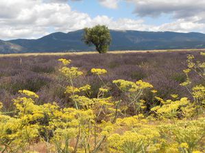 Valensole--juillet-2011-061.jpg