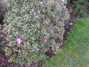 Fleurs mars 2011 004