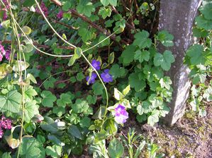 Fleurs mars 2011 016