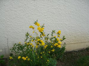 Fleurs mars 2011 017