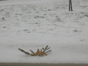 oiseaux neige 02 2012 001