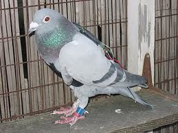 pigeon-derrie-les-barreaux.jpg