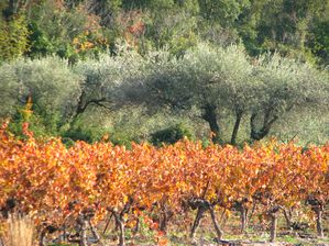 DOMAINE-COUR-ST-VINCENT-DE-BARBEYRARGUES 9694