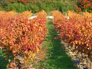 DOMAINE-COUR-ST-VINCENT-DE-BARBEYRARGUES 9695