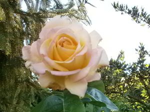 jardin-10-SEPT-2011-024.JPG