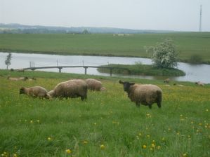 moutons (3)