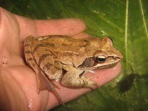 Grenouille-agile-et-n-pe_avril-2011_YG.JPG