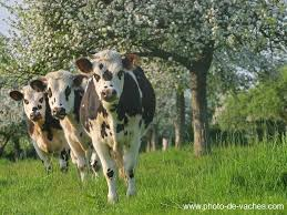 vache.png