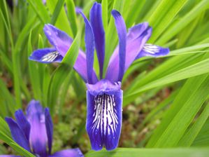Iris-Uniflora-Profil.JPG