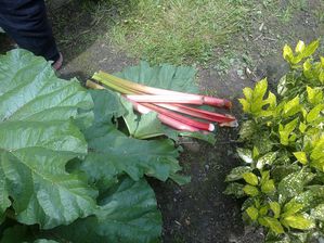 Compote-rhubarbe--pomme.jpg
