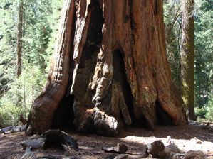 3- Sequoia (3)