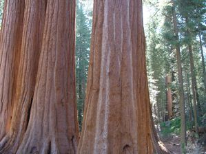 3- Sequoia