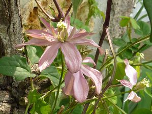 montana rosebud