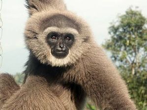 RTEmagicC_Javan_Gibbon.jpg.jpg