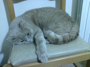 Animali-20120122_150134.jpg