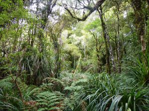 Waipoua Kauri Forest (5)