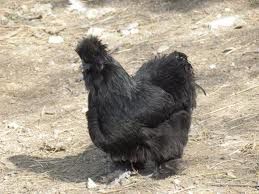 black-silkie.jpg