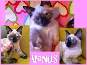 venus.jpg