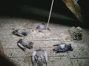 PIGEONS-MORTS-CREDO.jpg