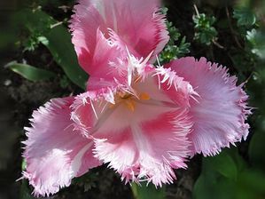 tulipe-perroquet-rose.jpg