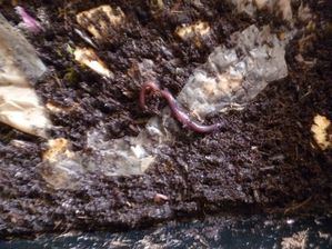 120415-bac-1-zoom-vers état après 15 jours lombricompost mini worm