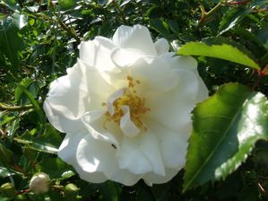 DSCF7613.JPG