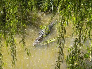 alligator park 077