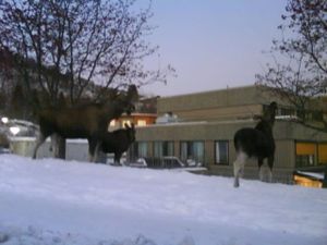 orvege01346-copie-1.jpg