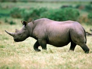 fonds-rhinoceros