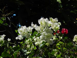 Dominik Roseau Bougainviller blanc1 copie