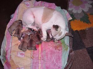 TIDOU-ET-LES-BEBES-QUI-ONT-2-H.JPG