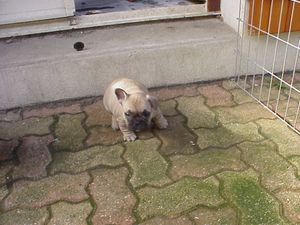 15-3-10-1ere-sortie-1.JPG