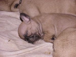 6-3-10-oreille-droite-2.JPG