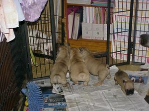 8-3-10-avec-camomille-19.JPG