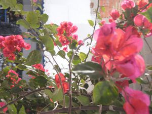 P1020044.JPG