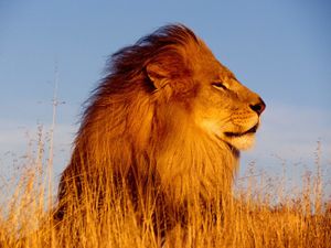 roi lion