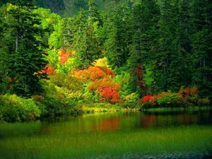 falltrees.jpg