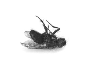 mouche_morte.jpg