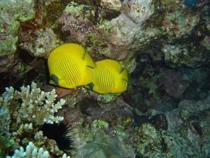 poissons papillons jaunes