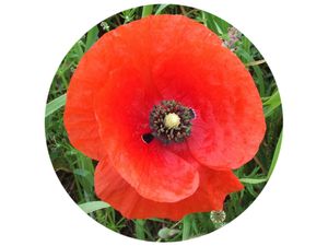 coquelicot
