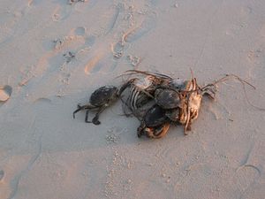 crabe-mort.JPG