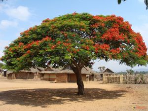 mon-arbre-visoterra-10486.jpg