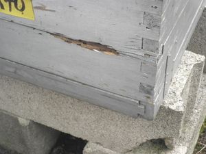 trou termites