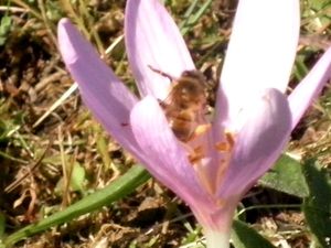 abeille butinant colchique