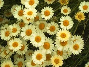 Anthemis.jpg