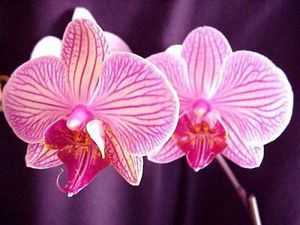 orchidee.jpg