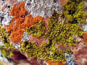 lichen-3.jpg