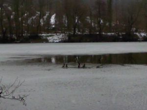 ETANG-GENESTE-BUC-DSC0000981--15--copie-1.jpg