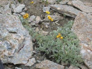 Le-Genepi-et-l-Argousier-0187.JPG
