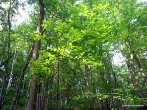 P1070184-1.JPG